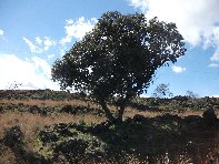 iara Scorciavacca-20110306 039